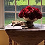 Buddy is registered to the contest to win money with this photo: cat, cozy, domestic_animal, flower_arrangement, furniture, garden_view, greenery, home_interior, indoor, natural_light, peaceful, pet, red_flowers, relaxing, sleeping, sunlight, table, vase, window, wooden_table
