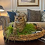Buddy joined the competition — help win amazing prizes! cat, basket, grass, table, couch, pillows, lamp, living_room, cozy, indoor, furniture, decor, plant, wood, pet, animal, relaxed, home, green, comfortable