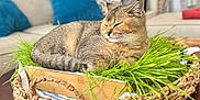 Buddy is registered to the contest to win money with this photo: cat, animal, pet, indoor, basket, grass, table, couch, pillow, furniture, relaxing, cozy, fur, whiskers, face, sleepy, brown, tabby, closeup, home