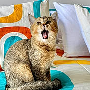 Buddy is registered to the contest to win money with this photo: cat, tabby, pet, animal, feline, fur, whiskers, bed, pillow, indoor, cozy, cute, mouth_open, sitting, striped, domestic_animal, home, resting, colorful, soft