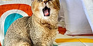 Buddy is registered to the contest to win money with this photo: animal, bed, cat, colorful, cozy, cute, domestic_animal, feline, fur, home, indoor, mouth_open, pet, pillow, resting, sitting, soft, striped, tabby, whiskers