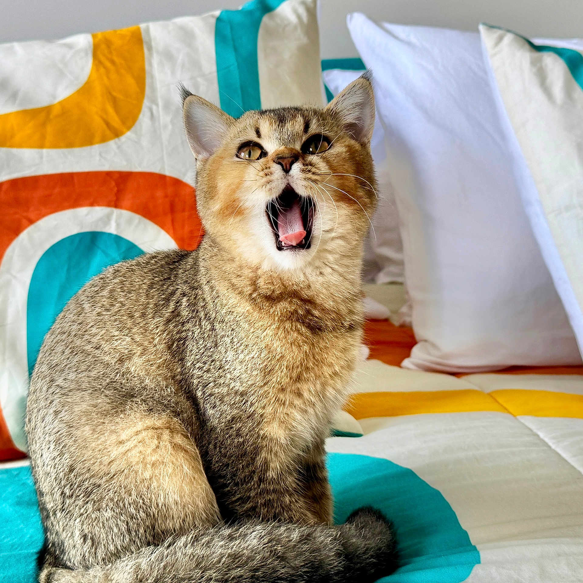 Buddy is registered to the contest to win money with this photo: cat, tabby, pet, animal, feline, fur, whiskers, bed, pillow, indoor, cozy, cute, mouth_open, sitting, striped, domestic_animal, home, resting, colorful, soft