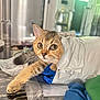 Buddy is registered to the contest to win money with this photo: cat, tabby, pet, indoor, curious, stretching, paw, package, plastic, kitchen, table, domestic, feline, whiskers, ears, eyes, fur, animal, home, curiosity