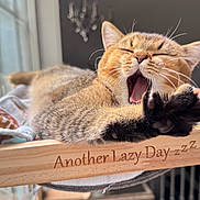 Buddy is registered to the contest to win money with this photo: cat, yawning, stretching, wooden_perch, window, sunlight, indoor, pet, feline, relaxing, cozy, fur, animal, sleepy, closeup, home, daylight, cute, paw, resting