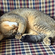 Buddy is registered to the contest to win money with this photo: animal, cat, couch, cozy, cute, feline, fur, home, indoor, nap, pattern, paw, pet, plaid, relaxed, resting, sleeping, soft, tabby, tail