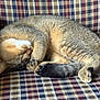 animal, cat, couch, cozy, cute, feline, fur, home, indoor, nap, pattern, paw, pet, plaid, relaxed, resting, sleeping, soft, tabby, tail