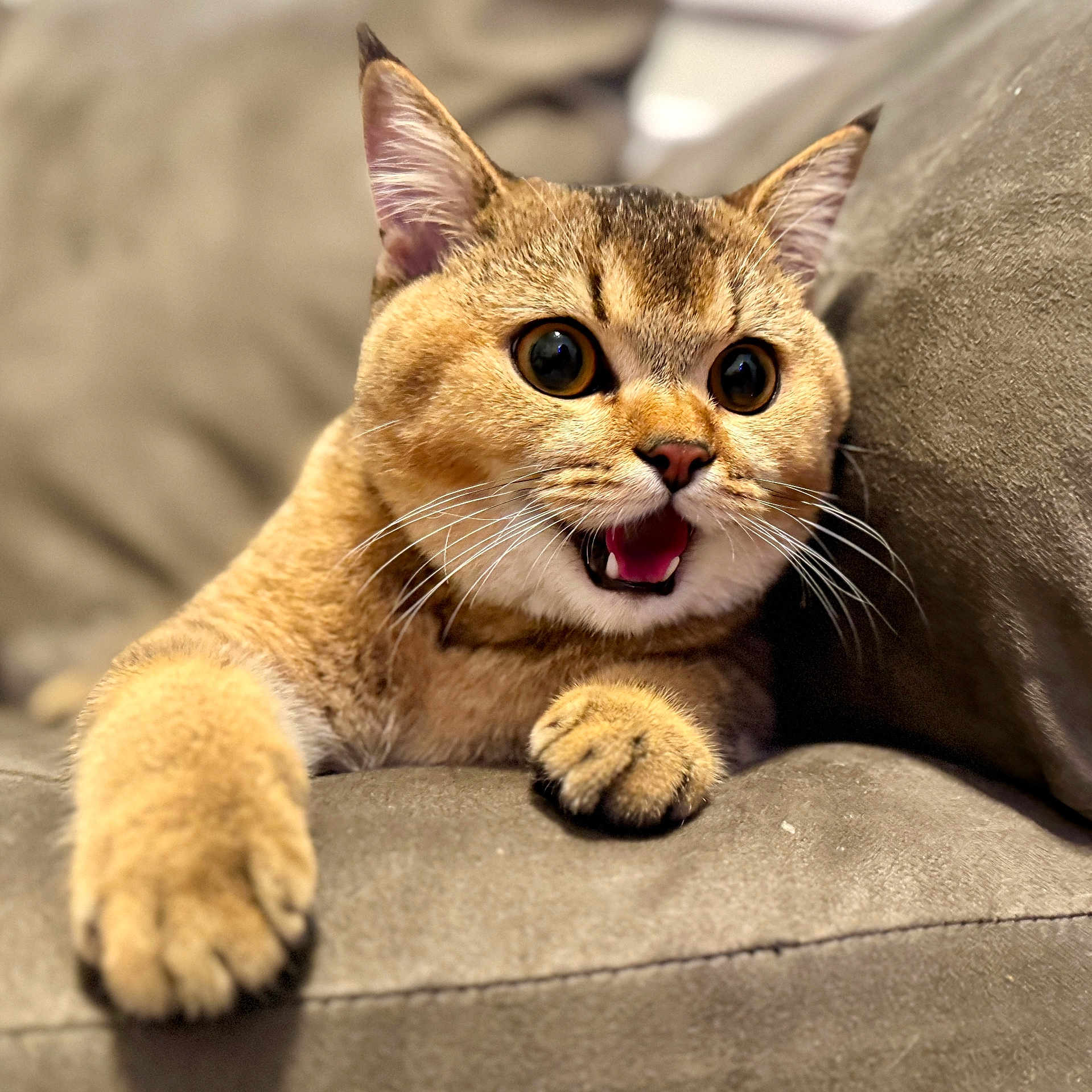 Buddy joined the competition — help win amazing prizes! cat, animal, pet, feline, fur, paw, mouth_open, wide_eyes, indoor, couch, soft, whiskers, close_up, cute, expression, resting, domestic, mammal, alert, face
