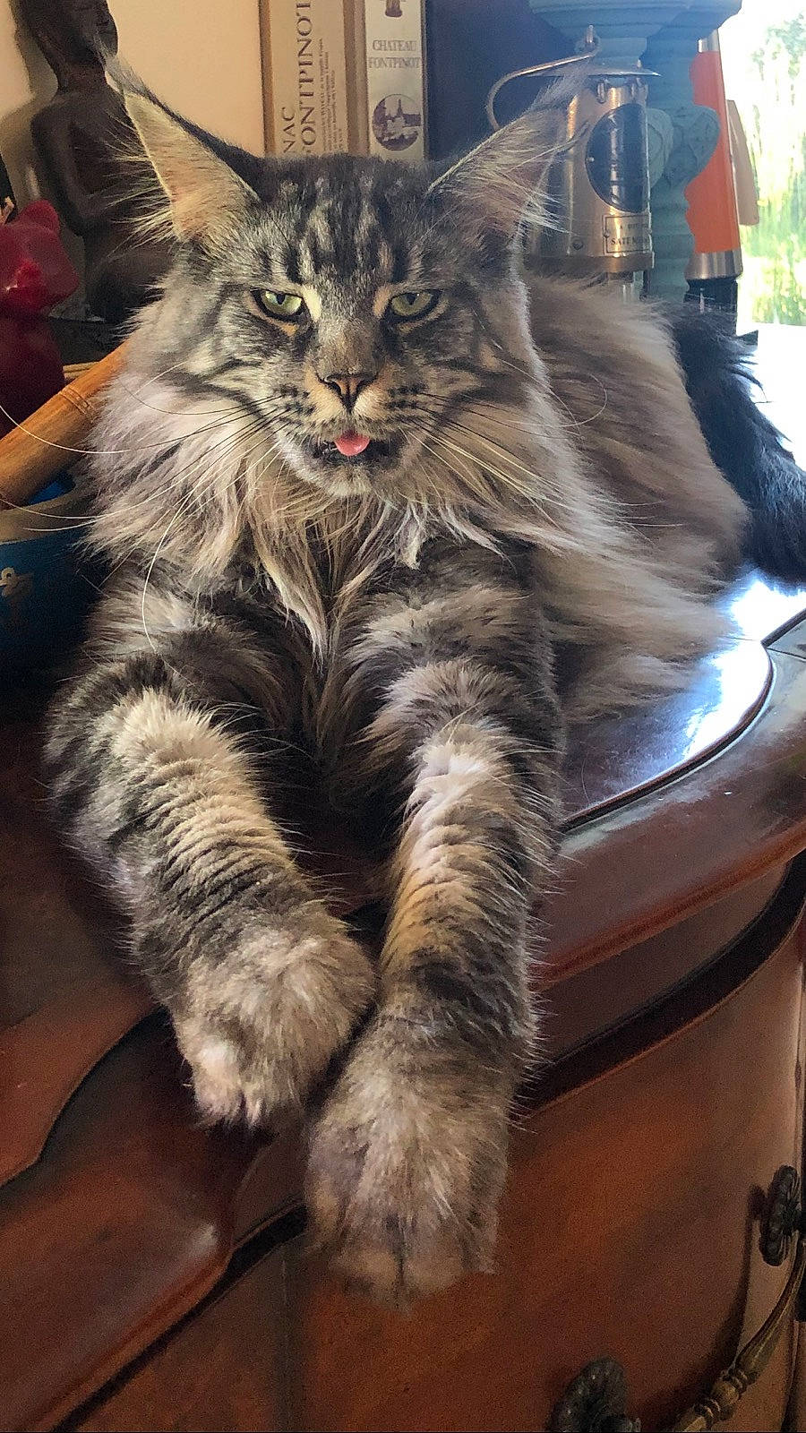 One a rejoint le concours — aidez-le/la à gagner de superbes lots ! asian_semi_longhair, british_semi_longhair, carnivore, cat, cymric, domestic_long_haired_cat, dragon_li, european_shorthair, felidae, fur, maine_coon, mammal, norwegian_forest_cat, pixie_bob, siberian, small_to_medium_sized_cats, vertebrate, whiskers