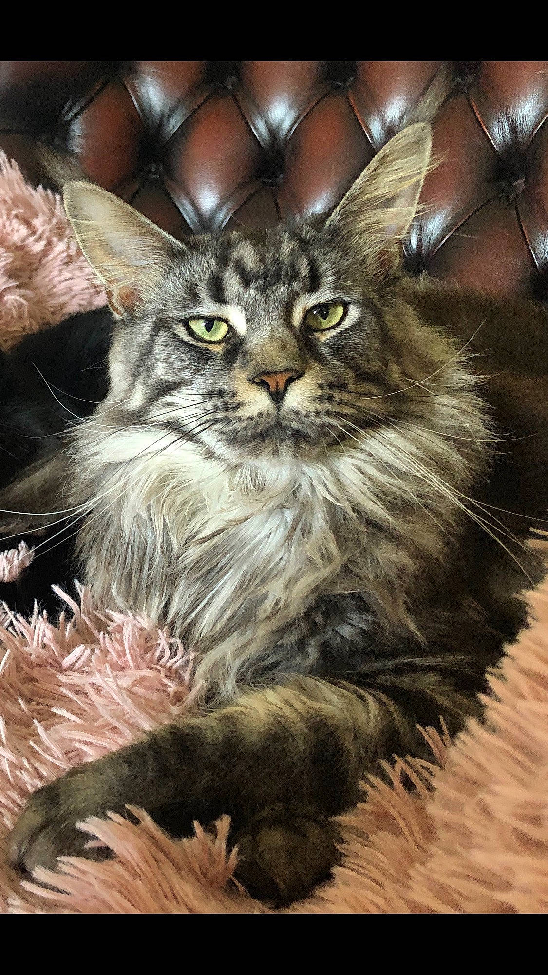 One a rejoint le concours — aidez-le/la à gagner de superbes lots ! asian_semi_longhair, british_longhair, british_semi_longhair, carnivore, cat, domestic_long_haired_cat, felidae, maine_coon, mammal, norwegian_forest_cat, siberian, small_to_medium_sized_cats, vertebrate, whiskers, wild_cat, wildlife