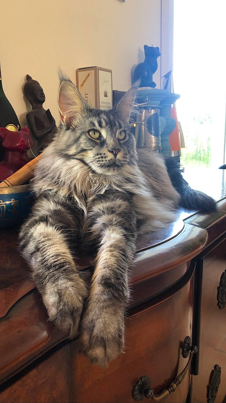 One a rejoint le concours — aidez-le/la à gagner de superbes lots ! asian, asian_semi_longhair, carnivore, cat, domestic_long_haired_cat, domestic_short_haired_cat, dragon_li, european_shorthair, felidae, fur, kitten, maine_coon, mammal, nebelung, norwegian_forest_cat, pixie_bob, siberian, small_to_medium_sized_cats, tabby_cat, whiskers