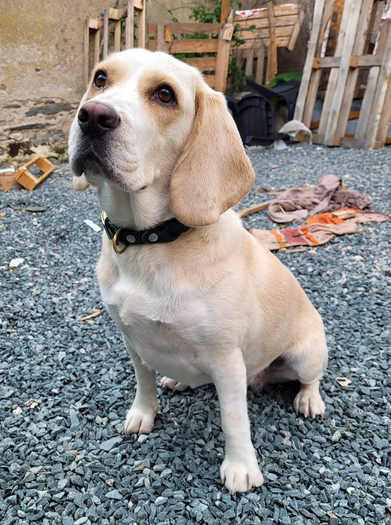 Olie a rejoint le concours — aidez-le/la à gagner de superbes lots ! canidae, carnivore, collar, companion_dog, corgi_chihuahua, dog, dog_breed, dog_collar, dog_supply, fawn, fur, gun_dog, leash, pet_supply, road_surface, scent_hound, snout, sporting_group, whiskers, working_animal