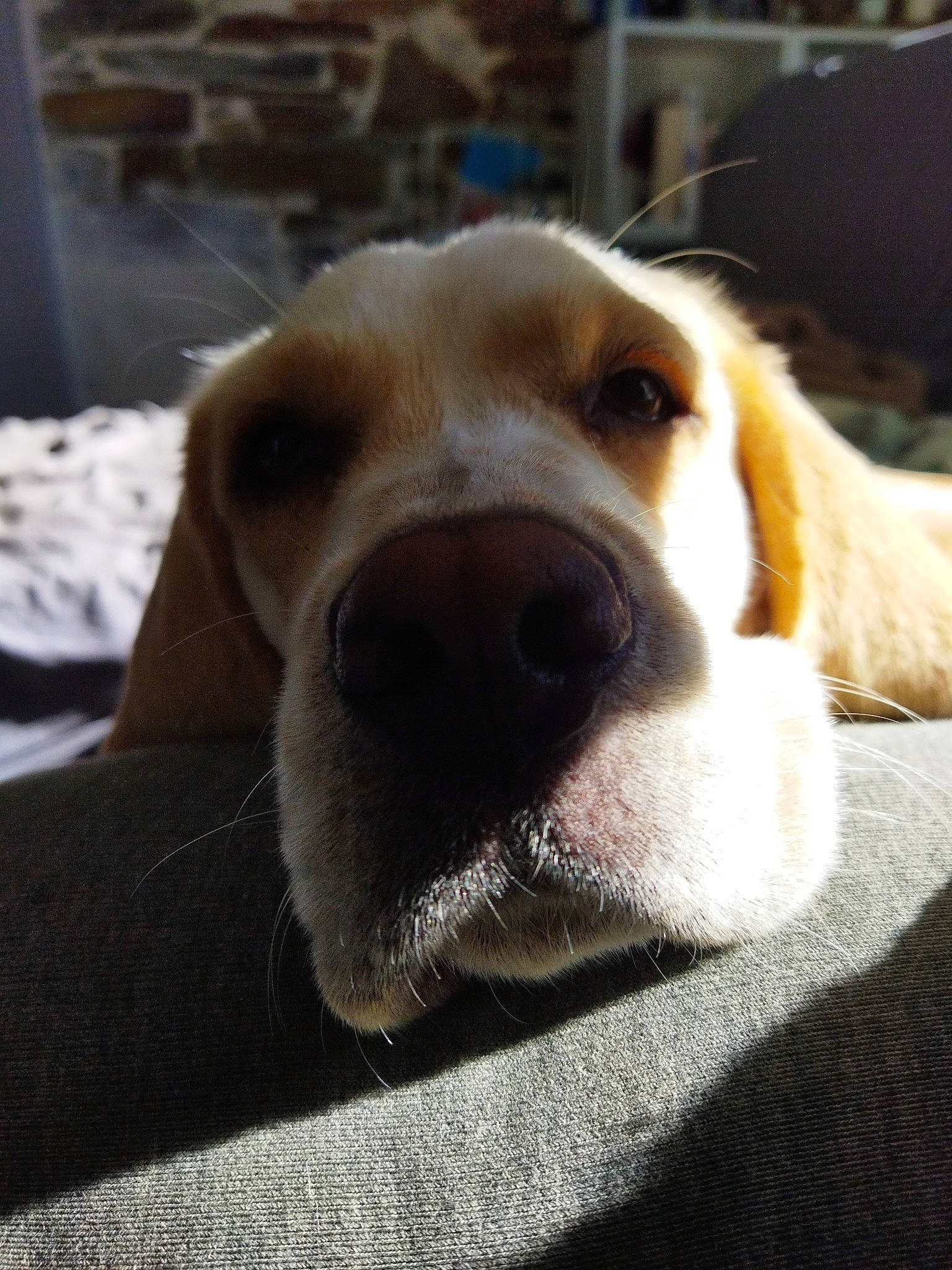Olie participe au concours pour gagner de l'argent avec cette photo : beagle, canidae, carnivore, companion_dog, dog, dog_breed, ear, fawn, fur, labrador_retriever, mammal, puppy, puppy_love, retriever, scent_hound, selfie, snout, sporting_group, whiskers, working_animal