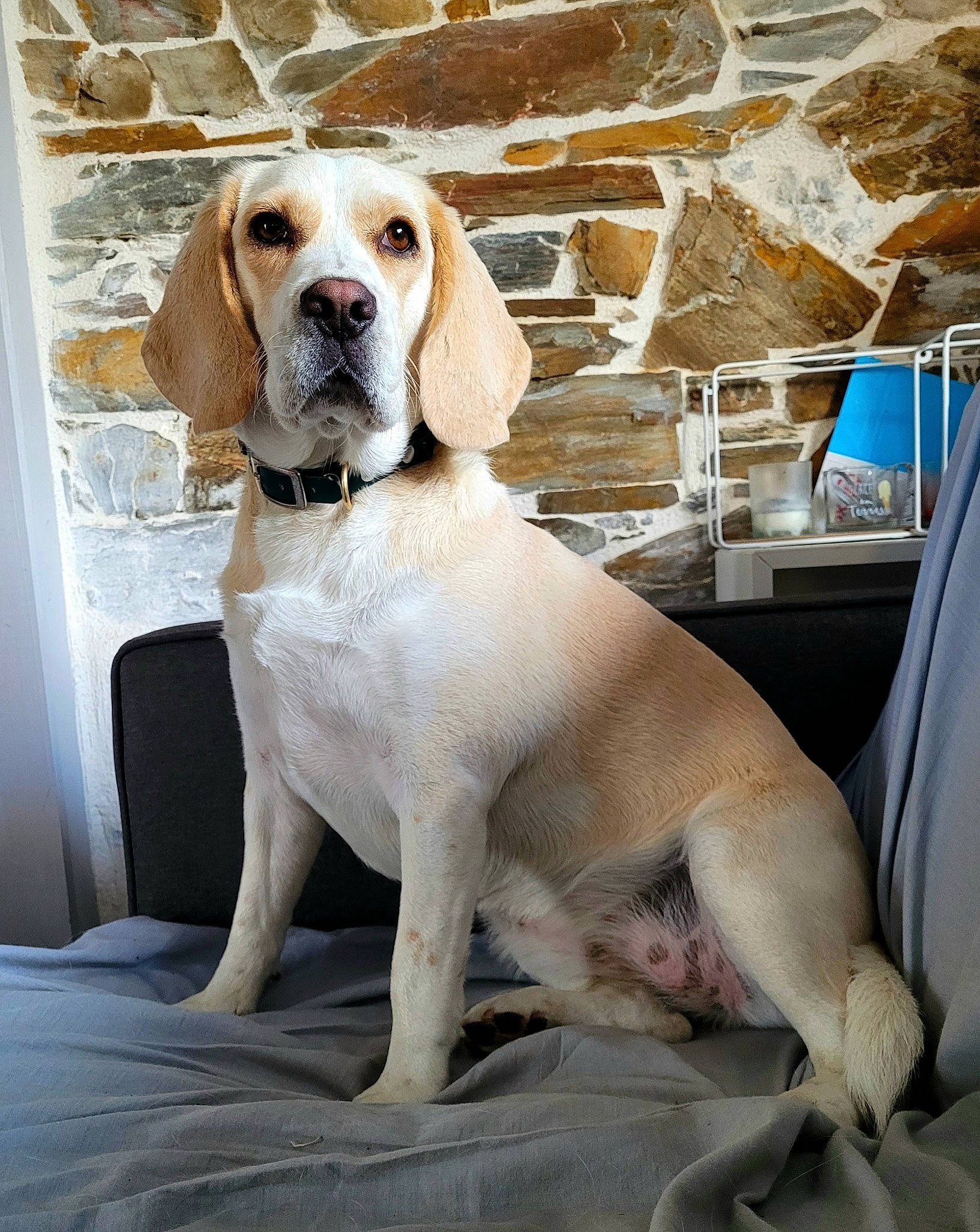 Olie a rejoint le concours — aidez-le/la à gagner de superbes lots ! canidae, carnivore, collar, companion_dog, dog, dog_breed, dog_collar, dog_supply, door, fawn, gun_dog, hunting_dog, liver, non_sporting_group, pet_supply, snout, sporting_group, tail, whiskers, working_animal