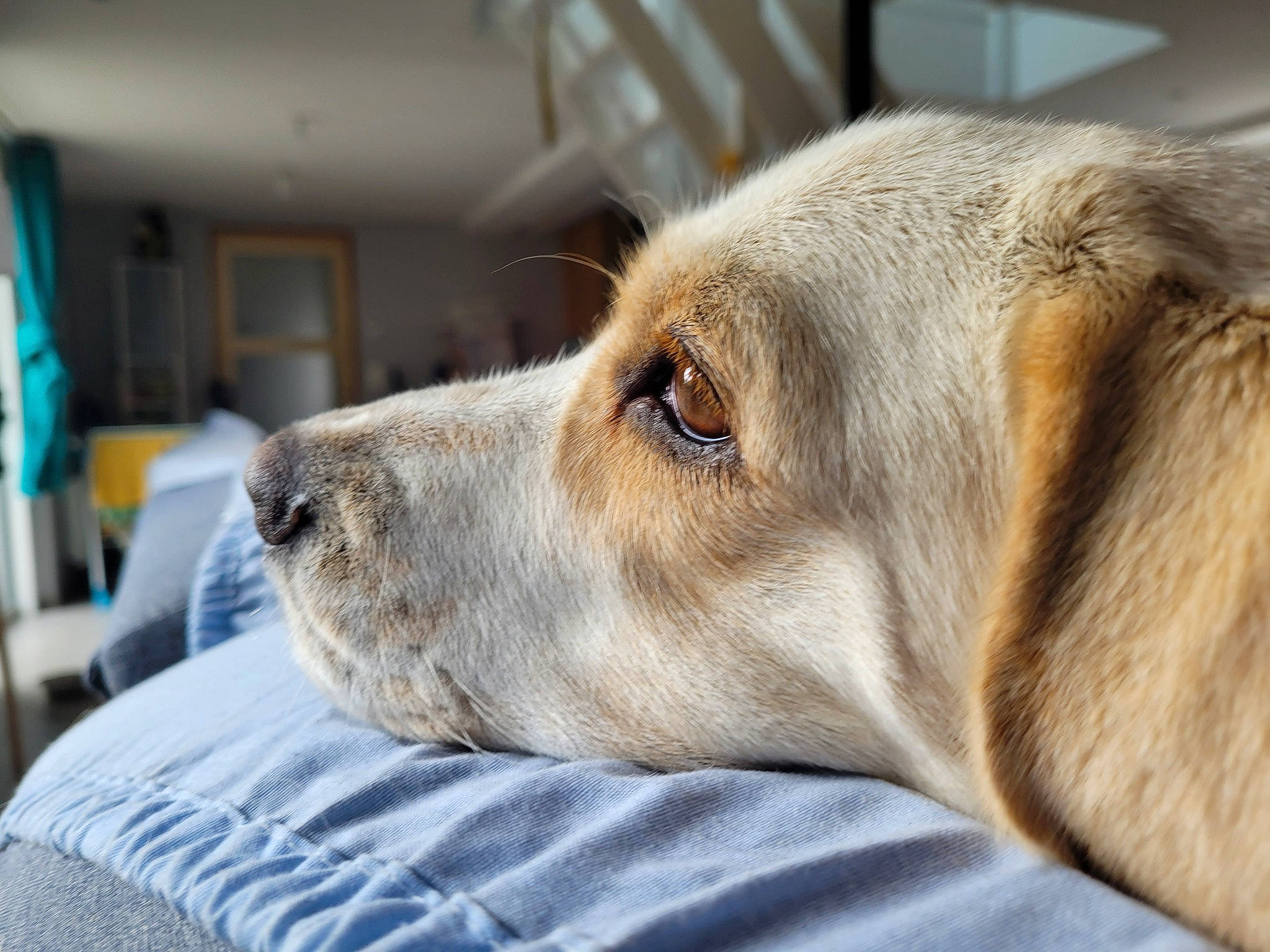 Olie a rejoint le concours — aidez-le/la à gagner de superbes lots ! canidae, carnivore, collar, comfort, companion_dog, dog, dog_breed, ear, fawn, fur, liver, snout, sporting_group, terrestrial_animal, whiskers, working_animal