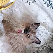 Whatels participe au concours pour gagner de l'argent avec cette photo : animal, bed, blanket, blue_eyes, cat, close_up, cozy, cute, fluffy, fur, indoor, kitten, lying_down, patterned, pet, relaxed, sleepy, whiskers, yawning, yellow_object