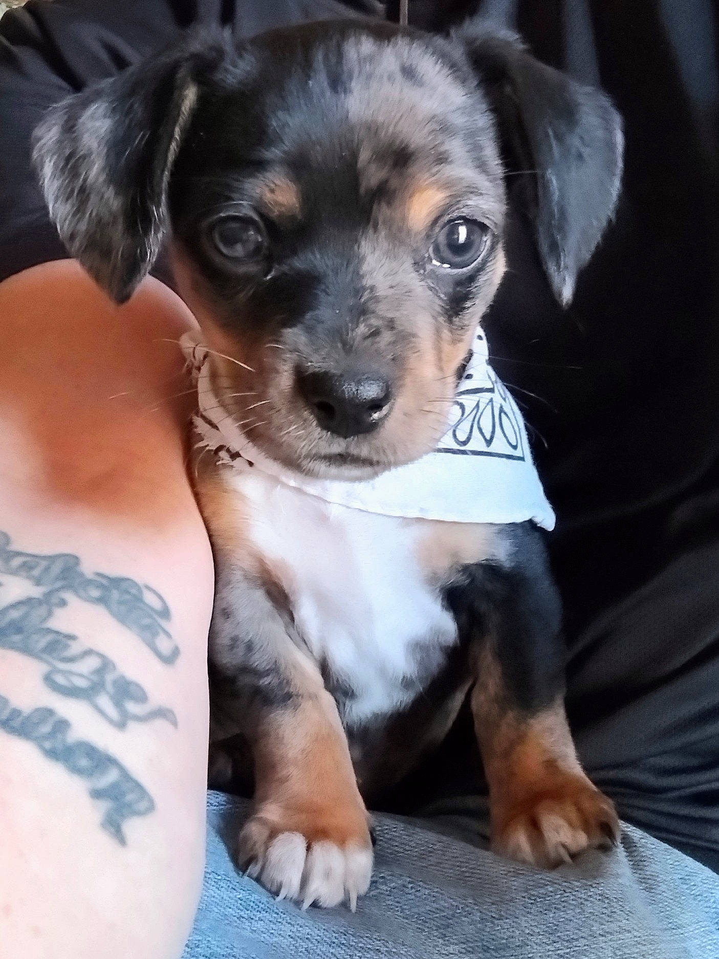 Teeka is registered to the contest to win money with this photo: canidae, carnivore, companion_dog, dog, dog_breed, fawn, fur, photography, puppy, snout, sporting_group, street_dog, terrestrial_animal, toy_dog, whiskers, working_animal, working_dog