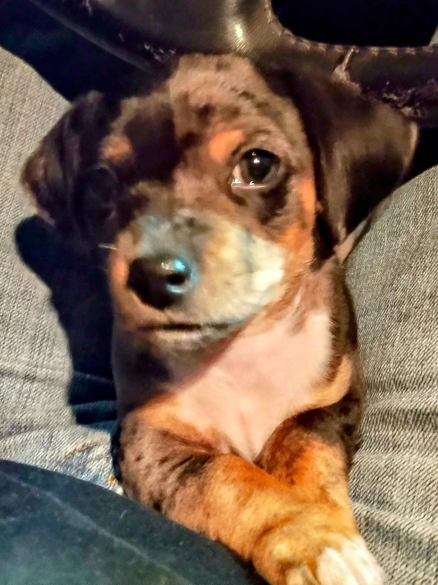 Teeka is registered to the contest to win money with this photo: canidae, carnivore, collar, companion_dog, dog, dog_breed, dog_clothes, dog_collar, fawn, fur, guard_dog, leash, personal_protective_equipment, puggle, puppy_love, snout, sporting_group, toy_dog, whiskers, working_animal