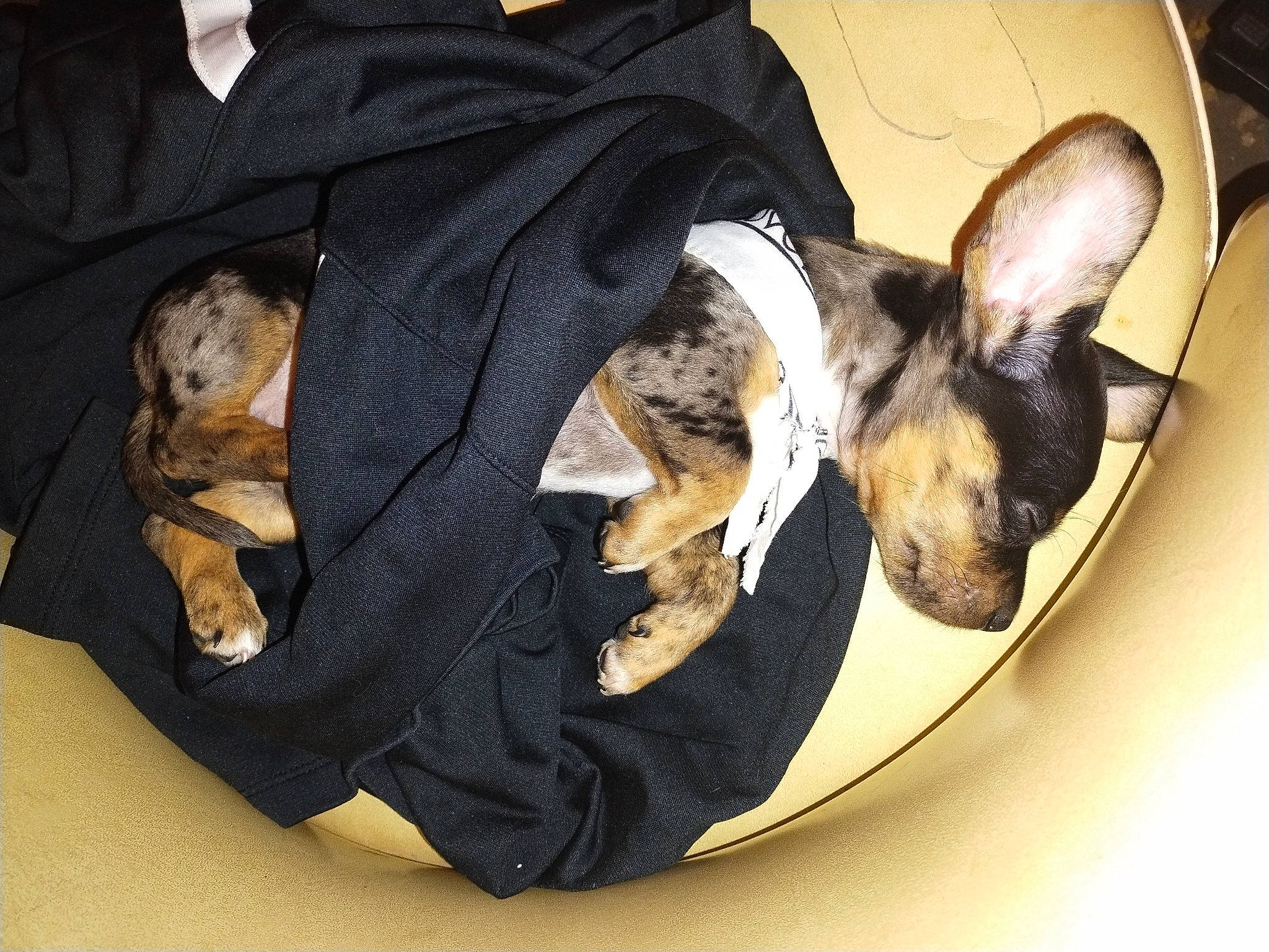 Teeka is registered to the contest to win money with this photo: brown, canidae, carnivore, comfort, companion_dog, dog, dog_bed, dog_breed, dog_supply, ear, fawn, fur, paw, pet_supply, russkiy_toy, snout, sporting_group, toy_dog, whiskers, working_animal