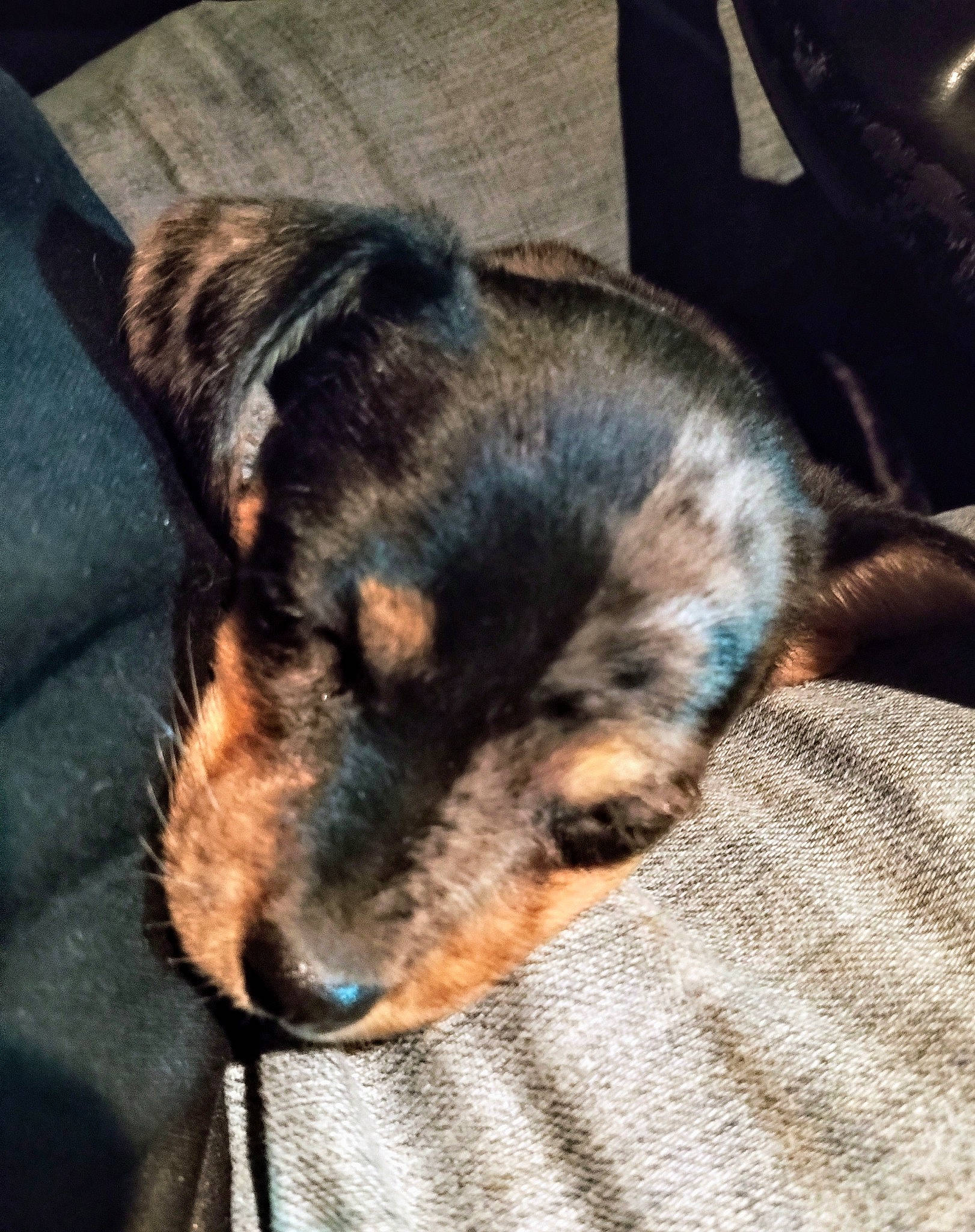 Teeka joined the competition — help win amazing prizes! carnivore, claw, cloud, comfort, companion_dog, dog, dog_breed, domestic_short_haired_cat, felidae, flooring, fur, guard_dog, heat, nap, paw, small_to_medium_sized_cats, snout, tail, terrestrial_animal, whiskers