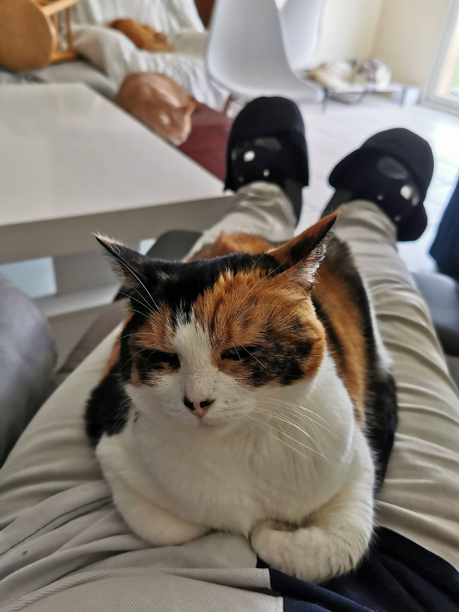 Luna a rejoint le concours — aidez-le/la à gagner de superbes lots ! aegean_cat, american_wirehair, asian, carnivore, cat, domestic_short_haired_cat, ear, european_shorthair, felidae, fur, kitten, nap, small_to_medium_sized_cats, snout, whiskers