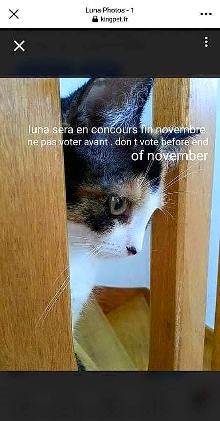 Luna participe au concours pour gagner de l'argent avec cette photo : cardboard, carnivore, cat, cat_supply, domestic_short_haired_cat, felidae, flooring, font, fur, hardwood, paw, pet_supply, photo_caption, screenshot, small_to_medium_sized_cats, tail, whiskers, window, wood, wood_stain