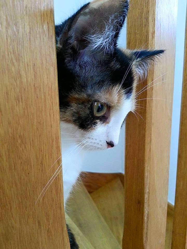 Luna a rejoint le concours — aidez-le/la à gagner de superbes lots ! carnivore, cat, domestic_short_haired_cat, fawn, felidae, kitten, small_to_medium_sized_cats, whiskers, window, wood