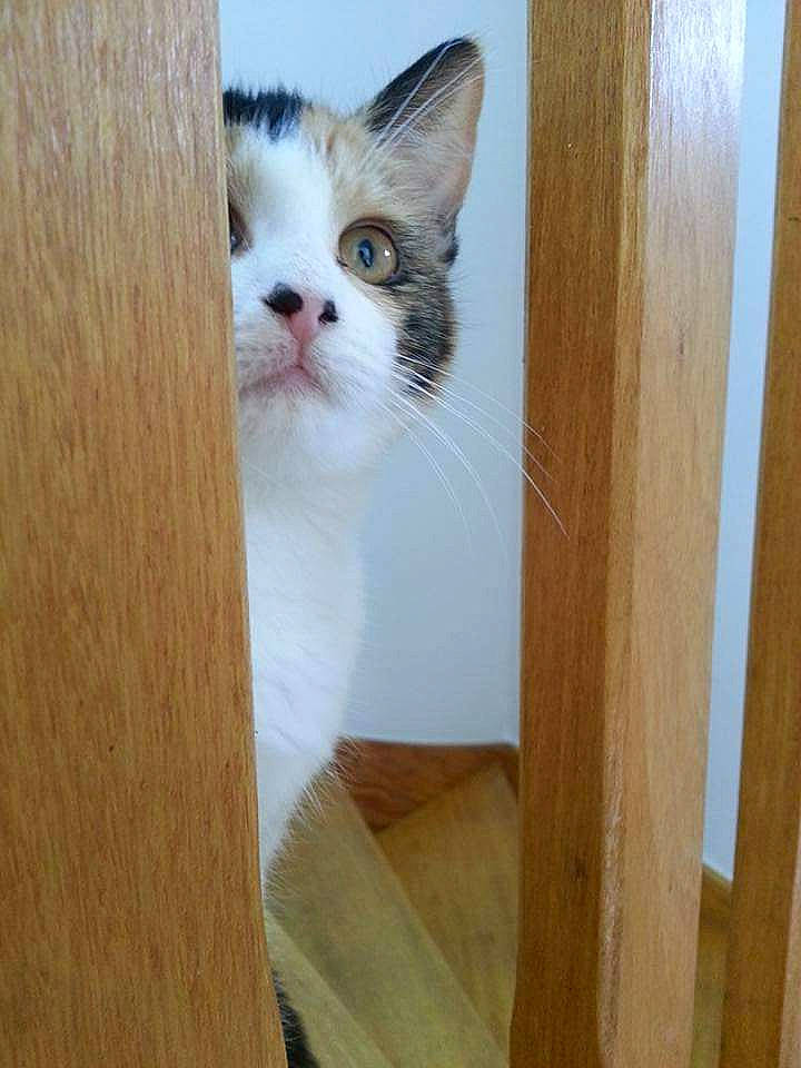 Luna a rejoint le concours — aidez-le/la à gagner de superbes lots ! aegean_cat, carnivore, cat, domestic_short_haired_cat, door, european_shorthair, fawn, felidae, hardwood, kitten, mammal, ojos_azules, small_to_medium_sized_cats, turkish_van, whiskers, wood