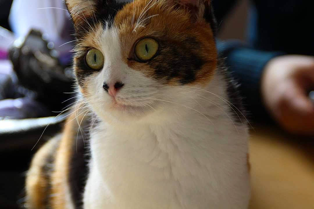 Luna a rejoint le concours — aidez-le/la à gagner de superbes lots ! aegean_cat, american_wirehair, carnivore, cat, domestic_short_haired_cat, european_shorthair, eye, felidae, fur, kitten, mammal, small_to_medium_sized_cats, snout, whiskers