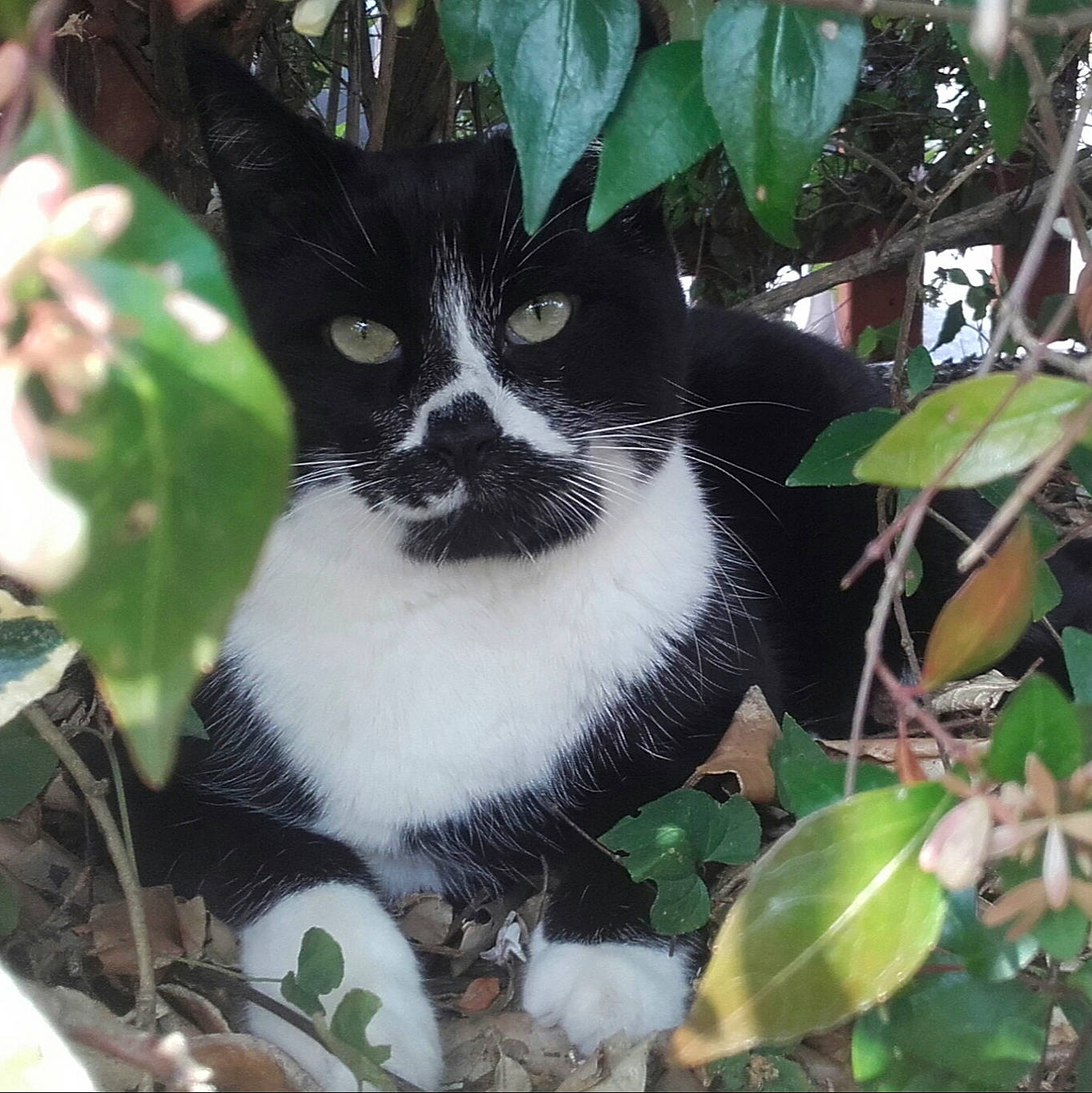 Grizly a rejoint le concours — aidez-le/la à gagner de superbes lots ! black_and_white, carnivore, cat, domestic_short_haired_cat, felidae, kitten, plant, polydactyl_cat, small_to_medium_sized_cats, tree, whiskers