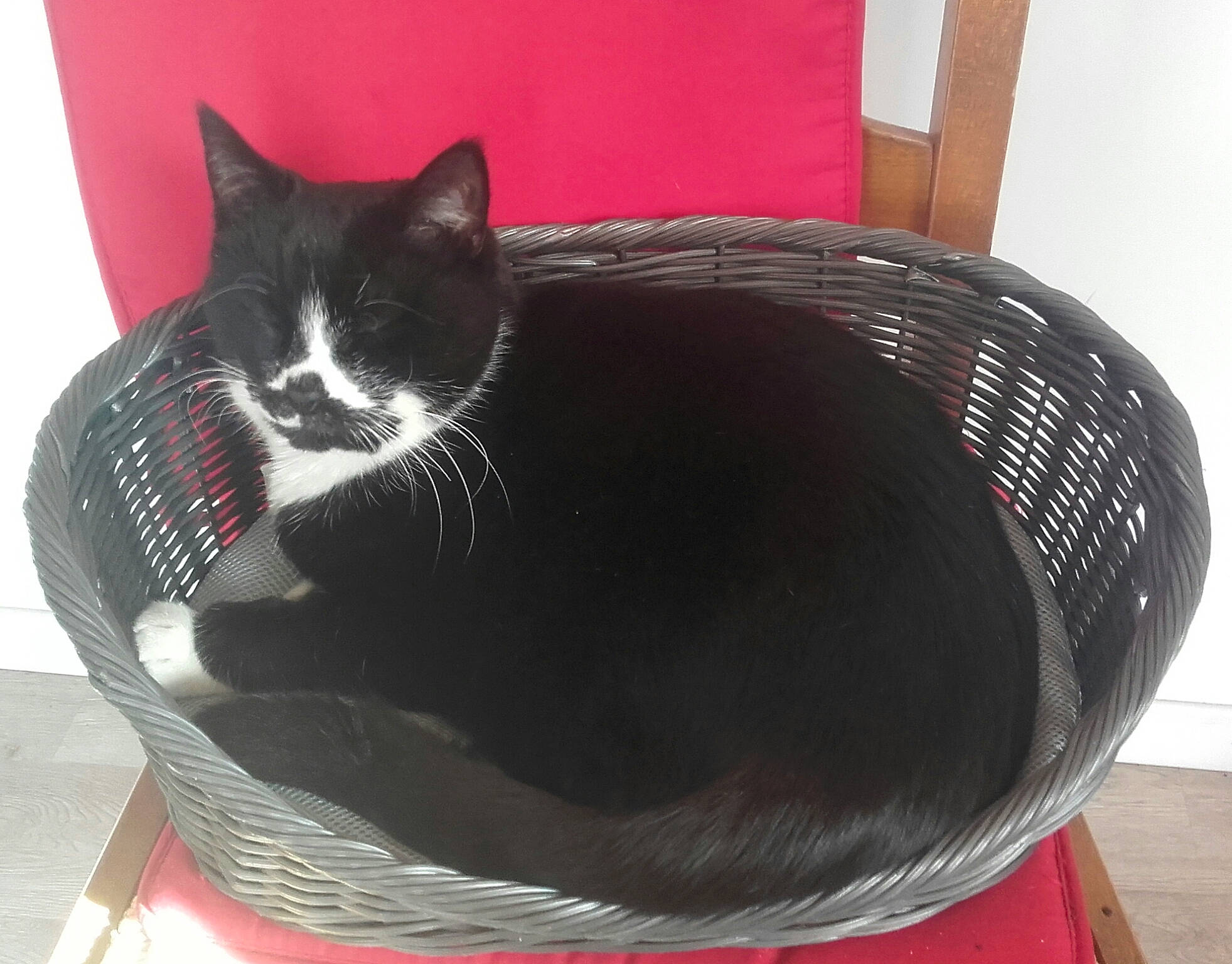 Grizly participe au concours pour gagner de l'argent avec cette photo : black_cat, carnivore, cat, cat_bed, cat_supply, domestic_short_haired_cat, felidae, pet_supply, small_to_medium_sized_cats, whiskers, wicker