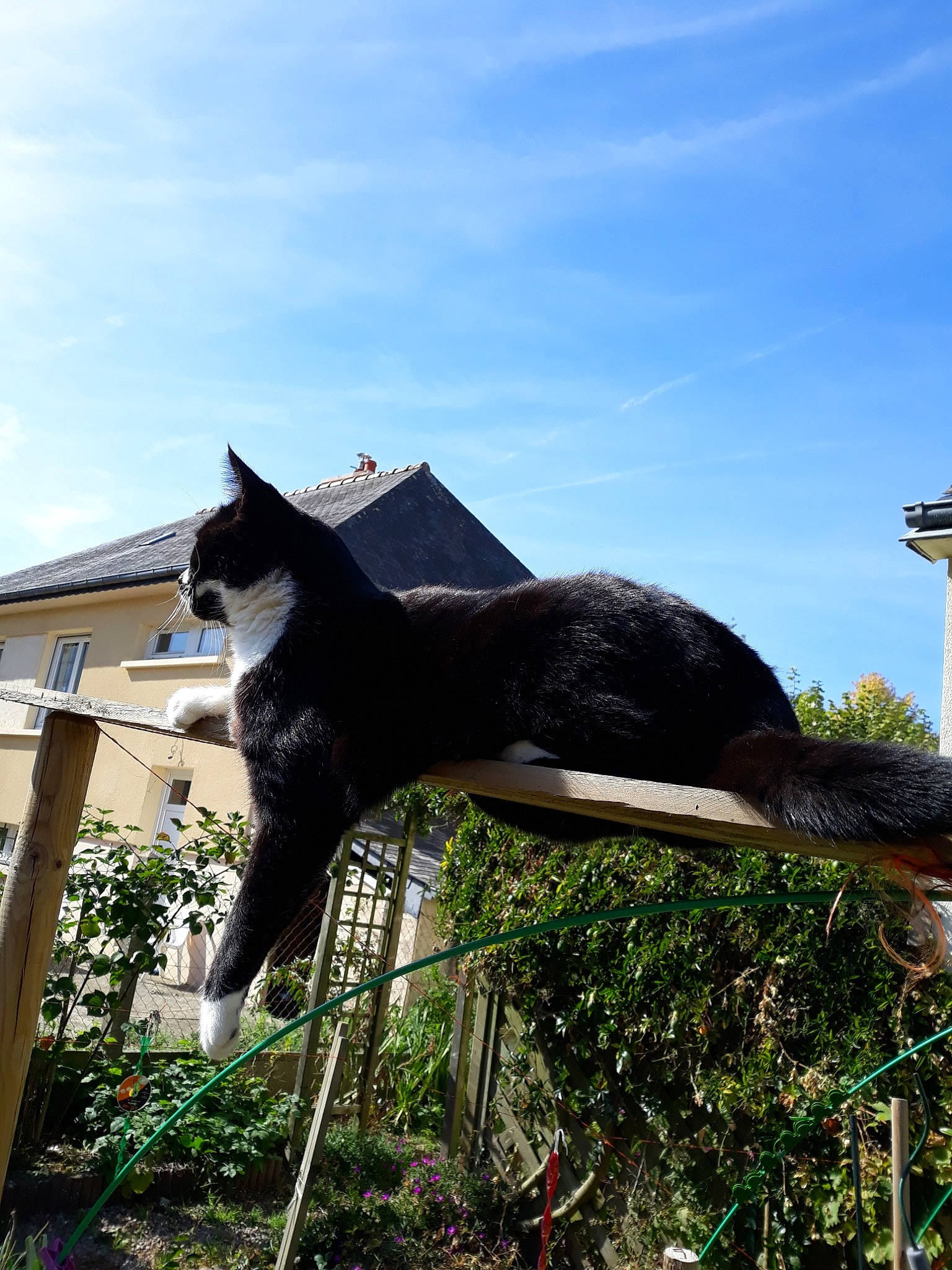 Grizly a rejoint le concours — aidez-le/la à gagner de superbes lots ! carnivore, cat, felidae, house, plant, roof, sky, small_to_medium_sized_cats, tail, tree, whiskers