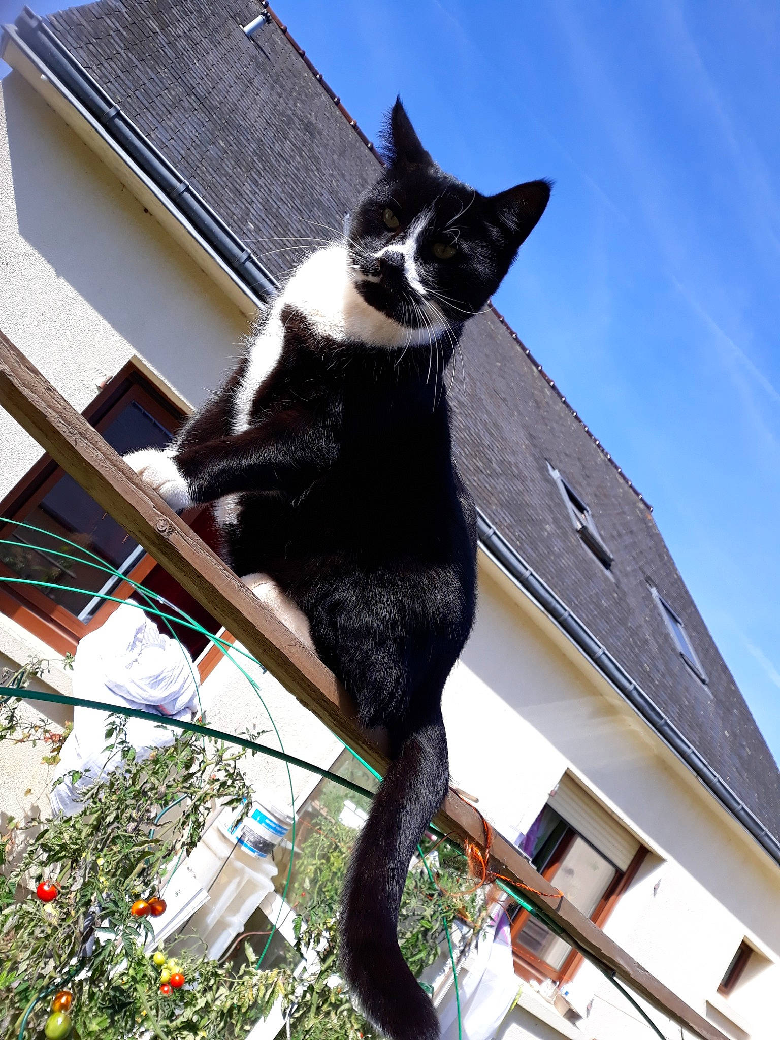 Grizly a rejoint le concours — aidez-le/la à gagner de superbes lots ! architecture, black_and_white, black_cat, carnivore, cat, domestic_short_haired_cat, felidae, house, plant, sky, small_to_medium_sized_cats, tail, tree, whiskers, window