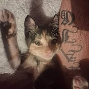 Chloe is registered to the contest to win money with this photo: kitten, calico, paw, tattoo, arm, feline, pet, indoor, cozy, soft_texture, curious, whiskers, closeup, stretching, animal, cute, young, fur, relaxing, companion