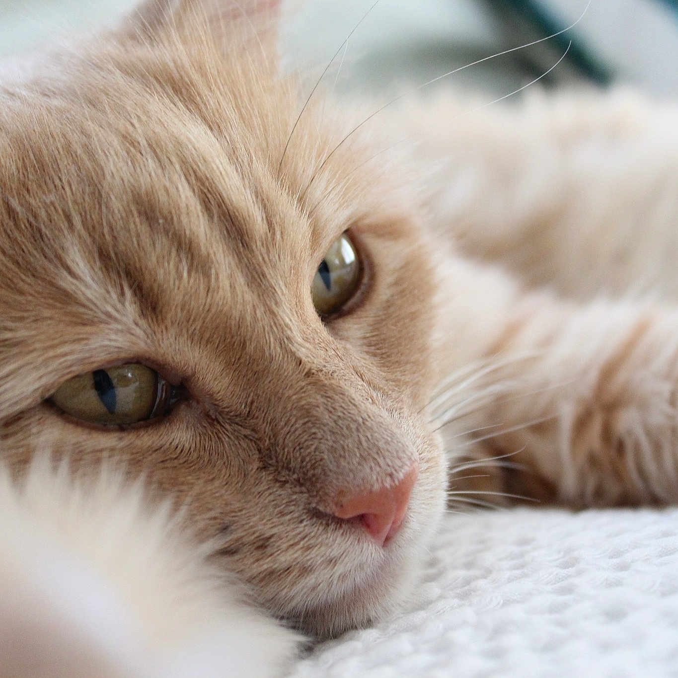 Indy joined the competition — help win amazing prizes! american_curl, british_semi_longhair, carnivore, cat, close_up, european_shorthair, eye, fawn, felidae, fur, kitten, mammal, munchkin, nose, ragdoll, siberian, small_to_medium_sized_cats, snout, tabby_cat, whiskers