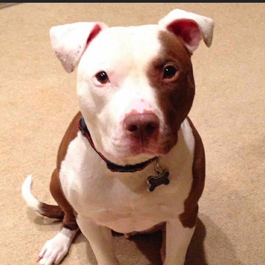 Jace joined the competition — help win amazing prizes! dog, brown_and_white, collar, bone_tag, carpet, pet, sitting, indoor, canine, ears, nose, animal, fur, looking, cute, friendly, domestic, companion, alert, portrait