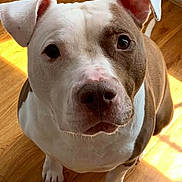 Jace is registered to the contest to win money with this photo: animal, brown, canine, companion, cute, dog, domestic_animal, ears, face, floor, fur, indoor, looking_up, pet, portrait, shadow, sitting, sunlight, white, wooden_floor