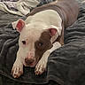 Jace is registered to the contest to win money with this photo: animal, bed, blanket, brown, comfort, cozy, cute, dog, ears, face, fur, home, indoor, laying_down, nose, paw, pet, relaxed, resting, white