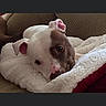 Jace is registered to the contest to win money with this photo: animal, blanket, brown, canine, comfort, couch, cozy, cute, dog, domestic, ears, face, fur, indoor, pet, portrait, relaxed, resting, snuggle, white