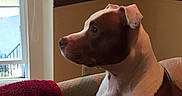 Jace is registered to the contest to win money with this photo: animal, attentive, blanket, brown_and_white, calm, canine, couch, cozy, dog, domestic, furniture, house, indoor, looking_out, pet, portrait, relaxed, seated, side_view, window
