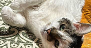 Smudge is registered to the contest to win money with this photo: animal, black_fur, cat, close_up, cute, ears, feline, fur, green_eyes, indoor, lying_down, mat, patterned_mat, paw, pet, relaxed, table, whiskers, white_fur, wooden_table