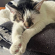 Smudge is registered to the contest to win money with this photo: animal, cat, closeup, cozy, cute, domestic, feline, fur, indoor, nap, paw, pet, relaxation, resting, sleeping, soft_texture, tabby_markings, towel, whiskers, white_fur