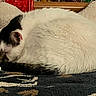 Smudge is registered to the contest to win money with this photo: animal, black_fur, blanket, cat, close_up, comfort, cozy, curled_up, domestic, fabric, fur, indoor, nap, pet, pillow, relaxing, resting, sleeping, soft, white_fur