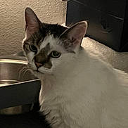 Smudge joined the competition — help win amazing prizes! cat, pet, animal, indoor, white, tabby, fur, face, ears, eyes, whiskers, bowl, water, curious, looking, closeup, domestic, feline, texture, shadow