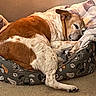 Roo Roo joined the competition — help win amazing prizes! animal, bed, blanket, brown, canine, carpet, comfort, cozy, cute, dog, fur, home, indoor, paw, pet, relaxed, resting, sleeping, snug, white