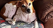 Roo Roo is registered to the contest to win money with this photo: animal, blanket, brown_couch, canine, companion, cozy, cute, dog, domestic, ears, furniture, home, indoor, looking, paw, pet, portrait, relaxed, resting, white_and_brown