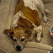 Roo Roo is registered to the contest to win money with this photo: animal, blanket, brown_and_white, canine, chair, comfortable, cozy, cushion, dog, domestic, fur, head, indoor, lounging, mammal, pet, relaxed, resting, sleepy, soft
