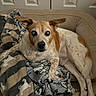 Roo Roo is registered to the contest to win money with this photo: animal, bed, blanket, brown_and_white, canine, comfort, companion, cozy, cute, dog, domestic, ears, fur, household, indoor, laying, pet, relaxed, resting, sleepy