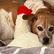 Roo Roo is registered to the contest to win money with this photo: dog, brown_and_white, resting, pillow, heart_shape, cozy, indoor, bed, snuggling, pet, cute, fur, animal, relaxed, soft, companion, laying_down, ears, face, close_up