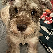 Kali is registered to the contest to win money with this photo: animal, bed, blanket, close_up, companion, curious_eyes, cute, dog, domestic, ears, friendly, fur, furry, home, indoor, lying_down, mammal, nose, pet, scruffy