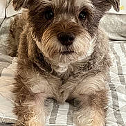 Kali joined the competition — help win amazing prizes! dog, pet, bed, fur, cute, animal, canine, laying, indoor, cozy, portrait, looking_at_camera, fluffy, paws, muzzle, ears, snout, domestic_animal, resting, furry